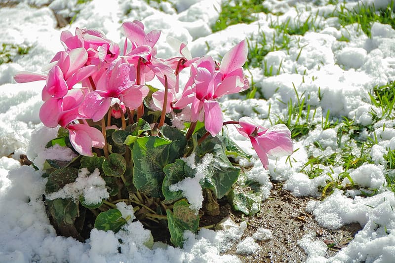 Cyclamen in the snow, winter, frost, pink, pretty, snow, flowers, beautiful, spring, HD wallpaper