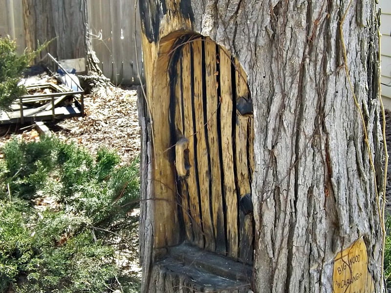 mysterious door, tree, bark, wood, door, HD wallpaper