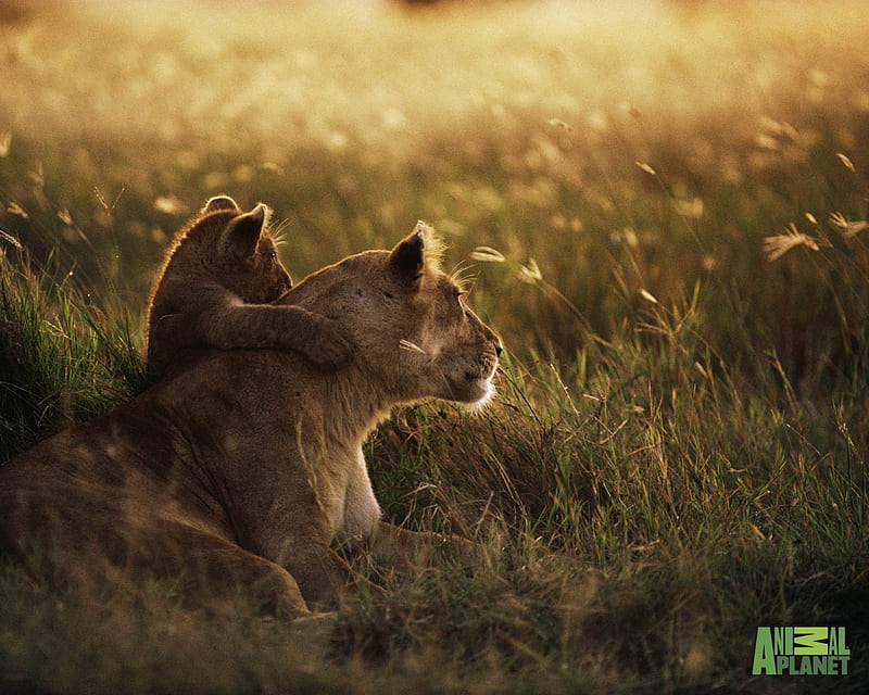 A lioness & her cub at sunrise, mothers, grass, mums and kids, children, resting, sunset, mother, grasses, love, sunrise, affection, evening, lying, golden, ears, cuddle, baby, lion, hug, bushveld, paws, feline, beasts of prey, cub, babies, cubs, safari, cats, field, savannah, bonito, watching, africa, green, lioness, lions, fur, animals plain, gold and white, whiskers, relaxing, meadow, grassland, HD wallpaper