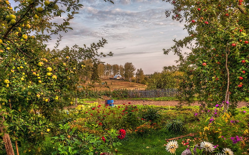 Apple Garden, house, apples, flowers, blossoms, trees, landscape, HD wallpaper