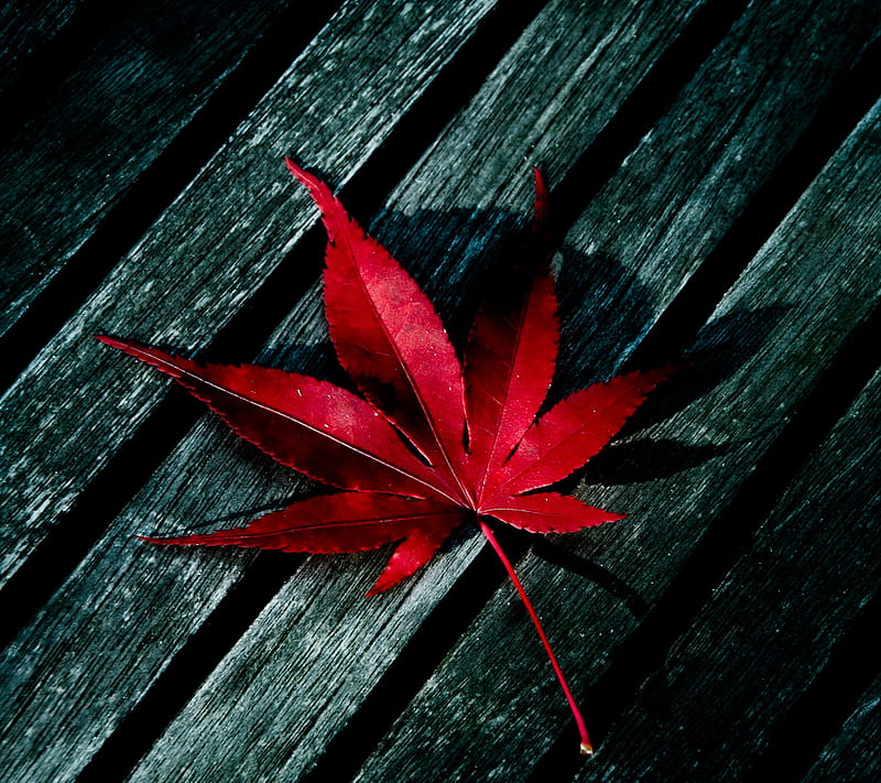 Red leaf abstract, new, nice, HD wallpaper