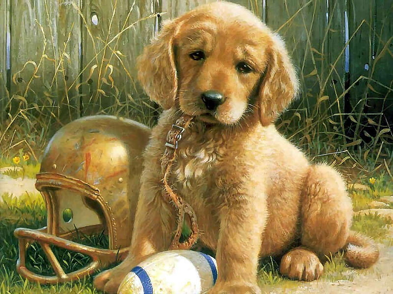 Cute player dog, ball, football, puppy, dog, animal, HD wallpaper