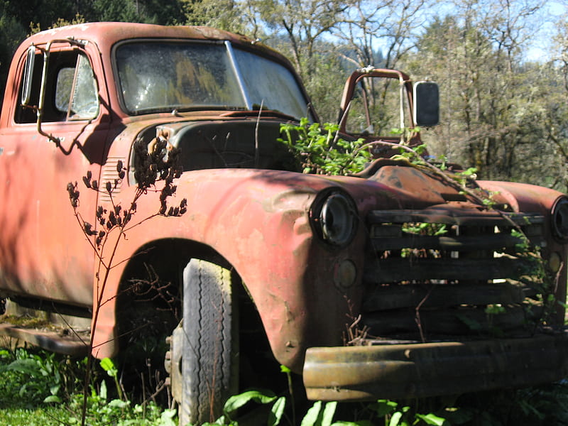 red truck, overgrown, truck, old, rust, HD wallpaper