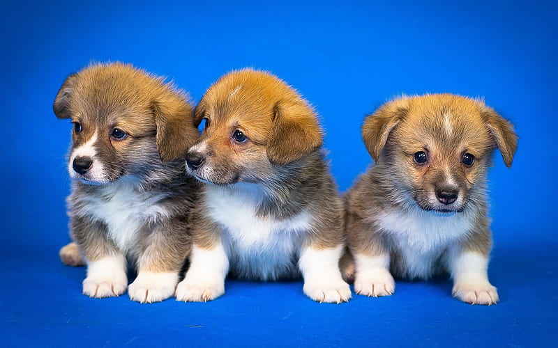 Pembroke Welsh Corgi Puppies, puppies, pembroke, animals, dogs, HD wallpaper