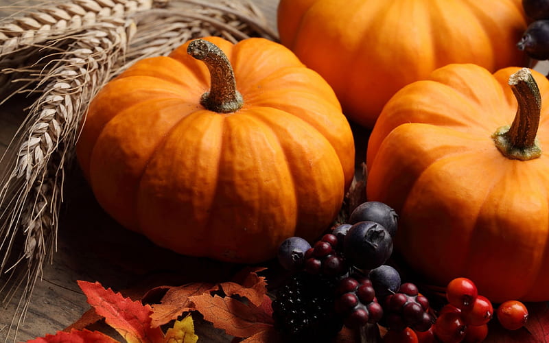 * Autumn harvest *, harvest, autumn, nature, pumpkins, HD wallpaper ...
