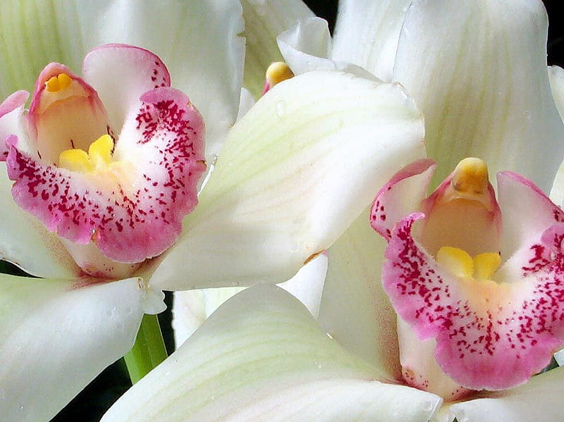 Orquídeas blancas, flores, naturaleza, orquídeas, blancas, Fondo de  pantalla HD | Peakpx
