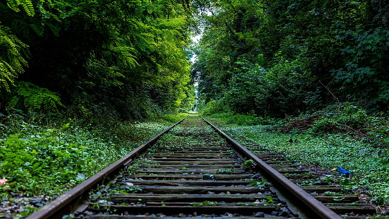 railway, forest, trees, plants, bushes, foliage, Nature, HD wallpaper