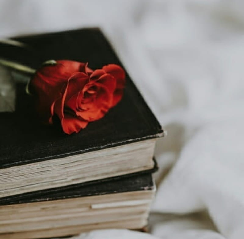 Libros, bohemio, colombiano, leaf, red, rose, rosado, viejo, HD wallpaper |  Peakpx