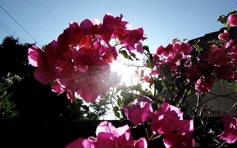 California Beauty, bouganvilias, sunlight, flowers, nature, sky, blue, HD wallpaper