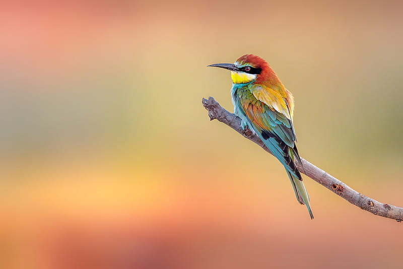 Birds, Bee-eater, Golden Bee-eater, HD wallpaper