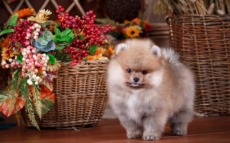 Pomeranian Spitz, little fluffy brown puppy, pets, cute animals, breeds of decorative dogs, HD wallpaper