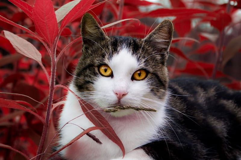 Oktober cat, red, autumn, neko, cat, helloween, greetings, nature, eyes, october, HD wallpaper