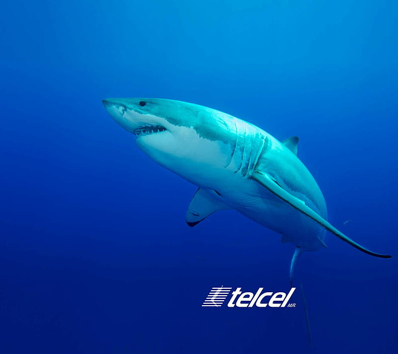Shark Telcel, animal, blue, galaxy, mexico, s4, samsung, space, telcel 4g,  telcel mexico, HD wallpaper | Peakpx