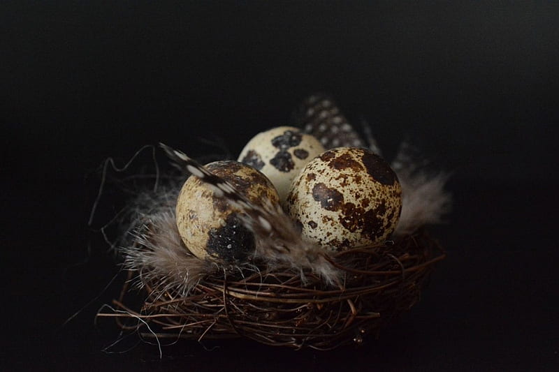 Eggs in a Nest, Easter, nest, quail, eggs, feathers, HD wallpaper