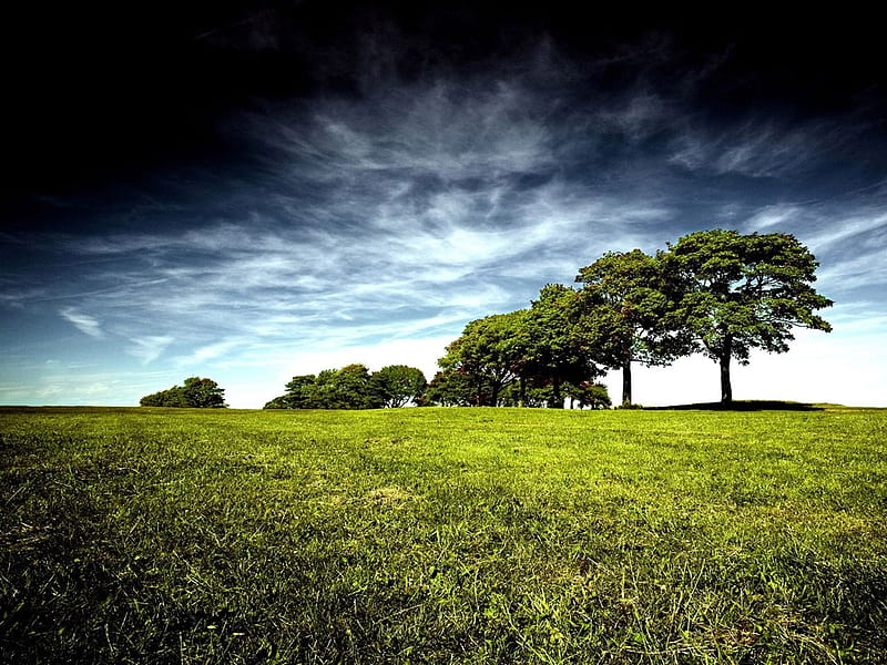 Trees on Grassland under stormy sky, green, grass, nature, land, trees, sky, stormy, HD wallpaper