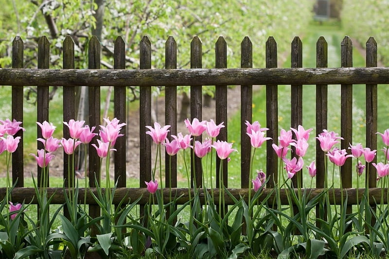 Picket Fence, fence, picket, spring, tulips, pink, HD wallpaper