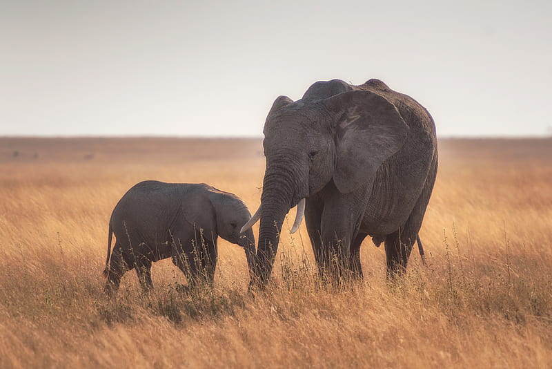 elephants standing on dried grass, HD wallpaper