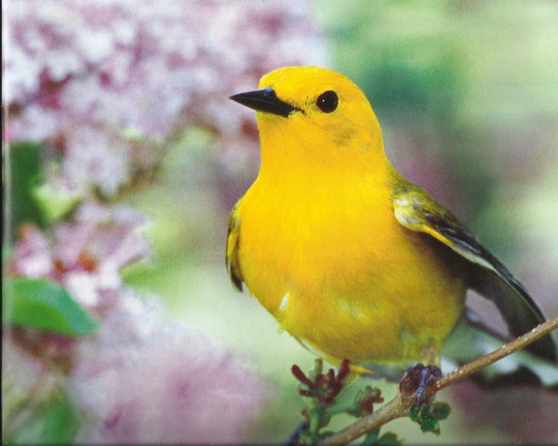 Prothonotary warbler, yellow, nature, bird, feathers, HD wallpaper