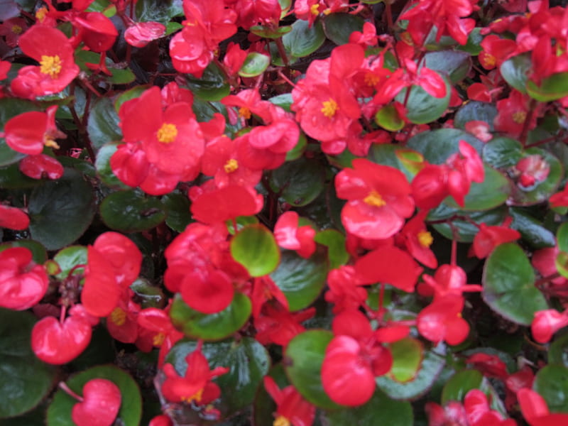 Red Flowers, cute, red, little, flower, flowers, nature, park, HD ...