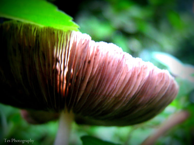 Mushroom After The Rain, fungus, fungi, green, mushroom, nature, HD wallpaper