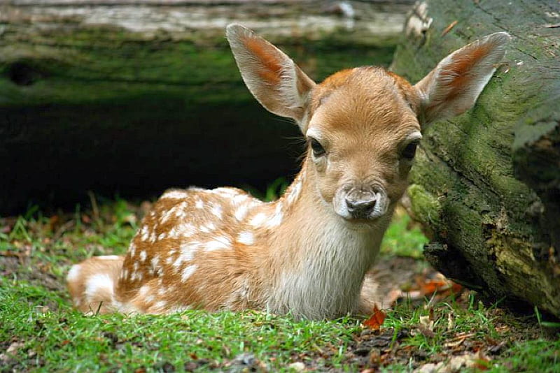 Little Deer, little, bonito, deer, HD wallpaper