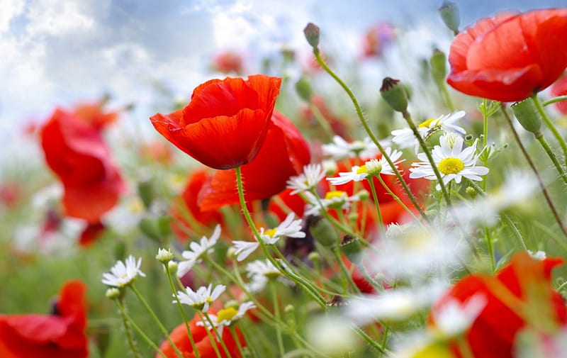 Poppies and Daisies, daisies, poppies, flowers, stems, nature, sky, HD wallpaper