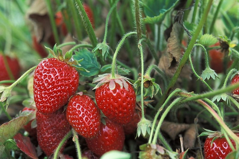 Strawberries, Fruit, Garden, Strawberry, Nature, HD wallpaper