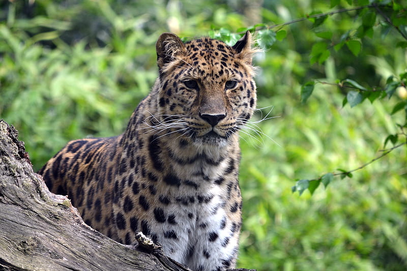 leopard, predator, big cat, wildlife, HD wallpaper
