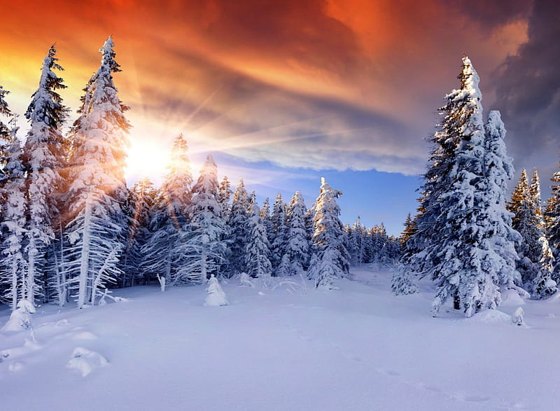 Winter sun, amazing, glow, sun, lovely, dazzling, bonito, trees, sky ...