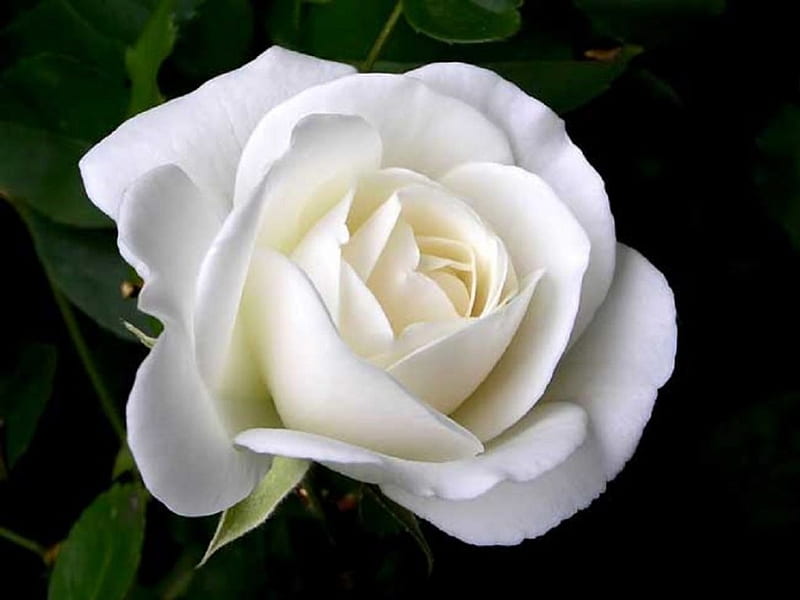 Single White Rose Bonito Layers Leaves Green Nature Petals Hd Wallpaper Peakpx - White Rose Images Wallpaper