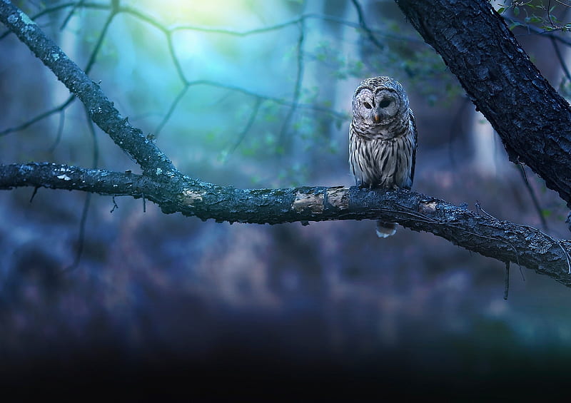 Owl Nature Forest, owl, birds, forest, graphy, HD wallpaper