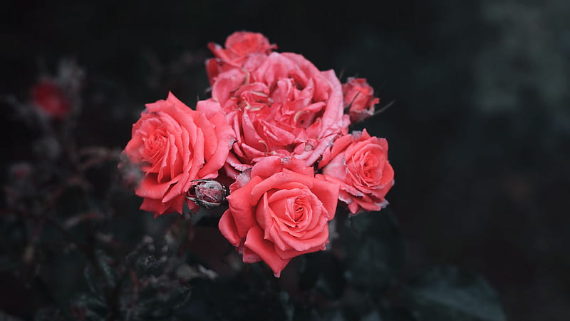 Pink Roses Bush Buds In Black Background Flowers, HD wallpaper