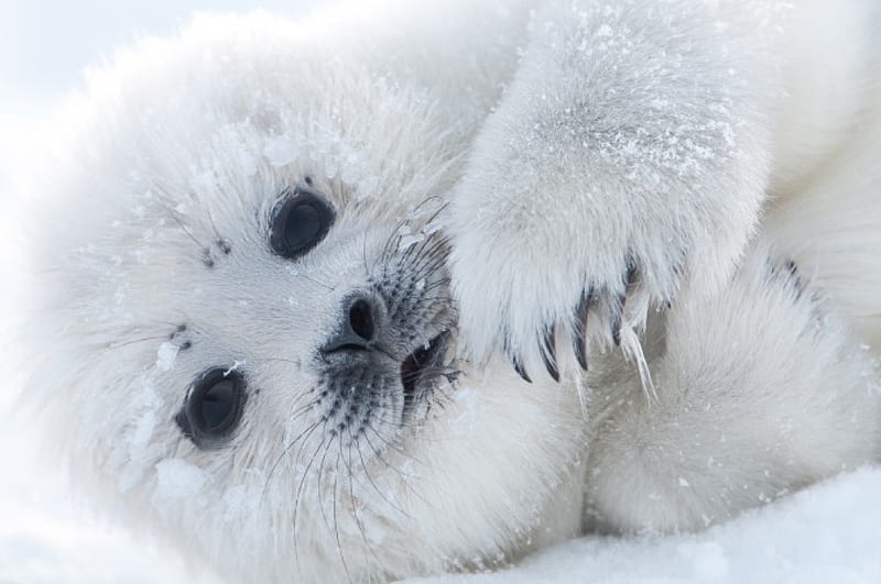 Cute Seal Pup, seal, white, animals, seals, HD wallpaper