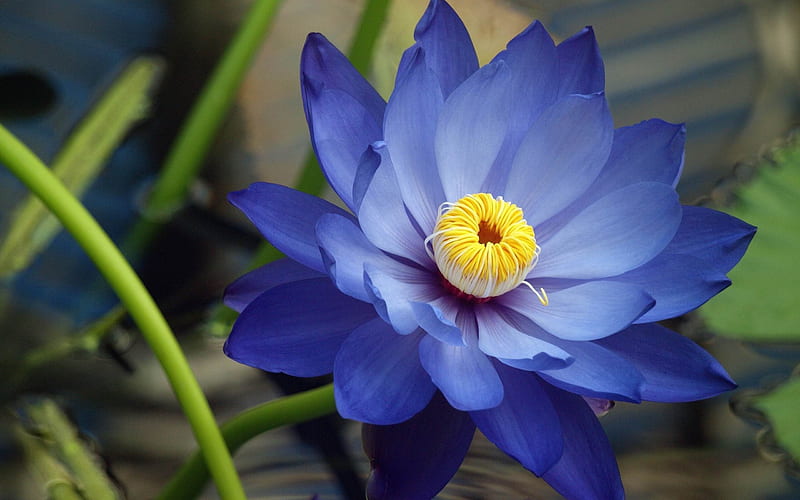flower petals blue-, HD wallpaper
