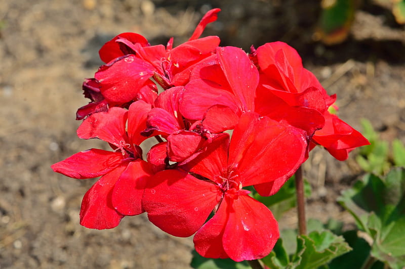 Simply Beautiful, beautiful flower, red flowers, carnations, HD wallpaper