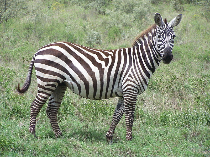 East African Zebra, Zebra, kenya, Nairobi National park, game reserve, HD wallpaper
