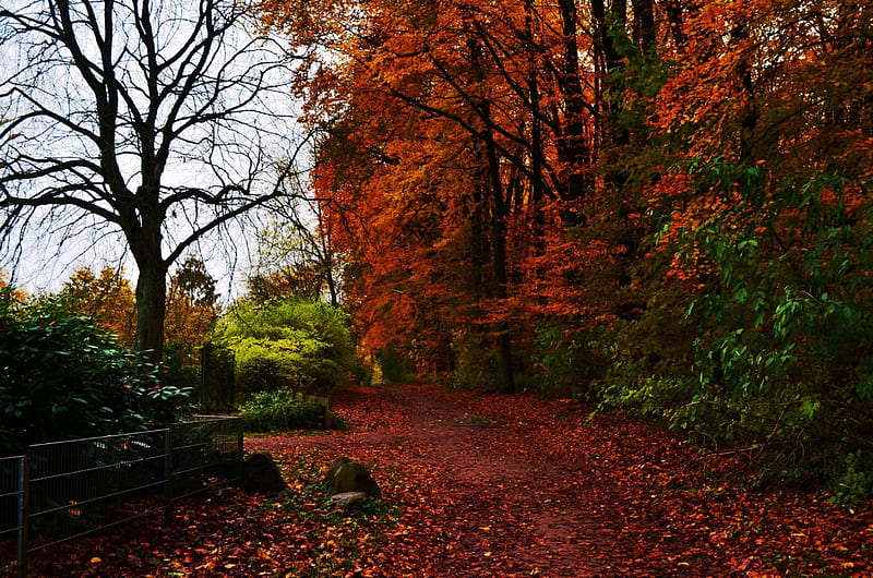 Autumn Path, fall, leaves, colors, season, trees, HD wallpaper | Peakpx