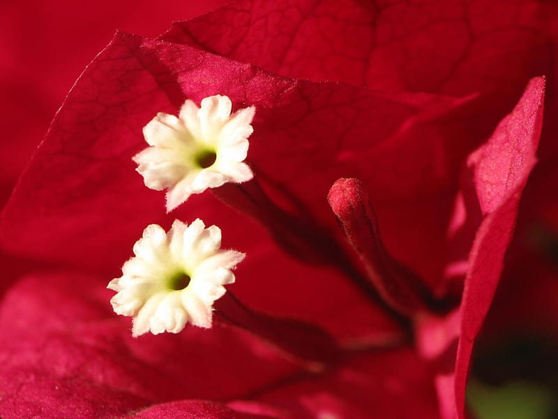 flower petals macro red-, HD wallpaper