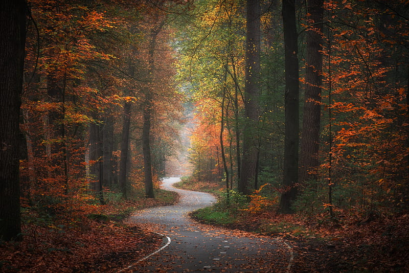 Man Made, Road, Fall, Foliage, Forest, Nature, HD wallpaper