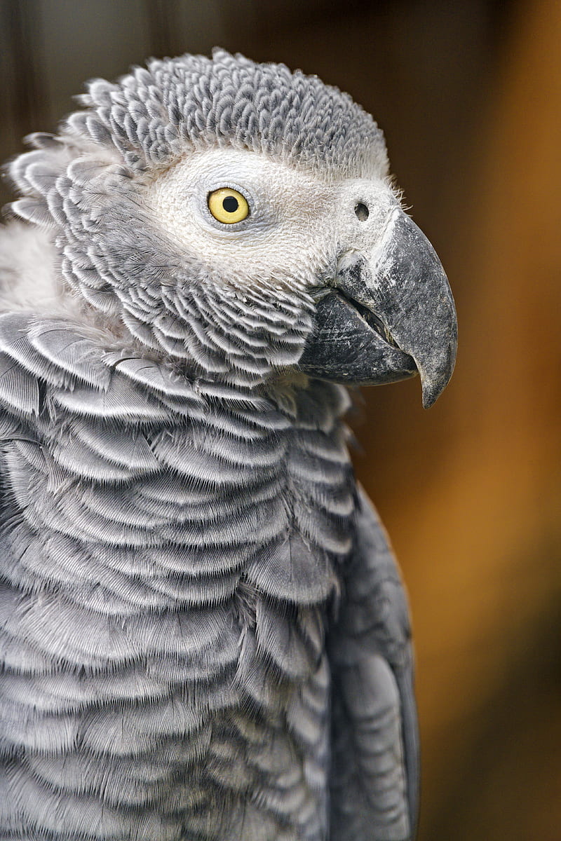 parrot, bird, beak, gray, HD phone wallpaper