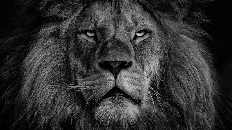 grayscale of lions face, HD wallpaper