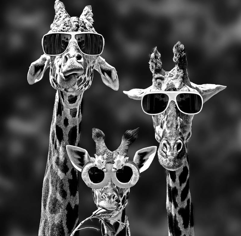 Goofy Giraffes, three, giraffes, goofy, sungalsses, HD wallpaper