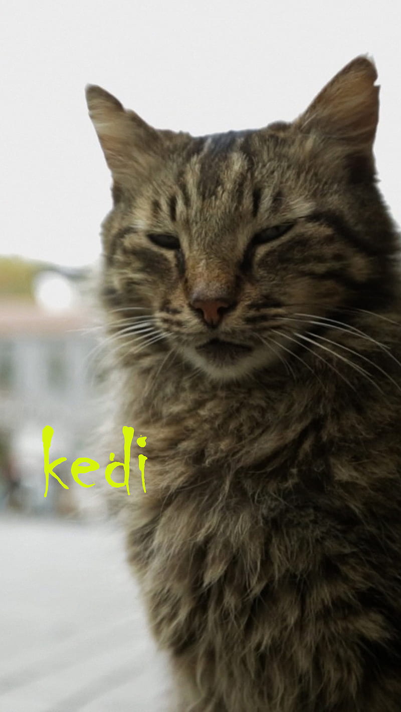 Kedi, cat, documentary, film, HD phone wallpaper