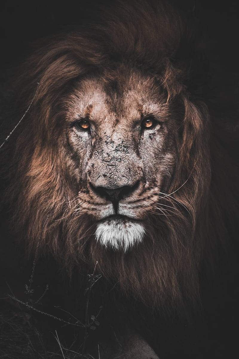 lion, predator, big cat, glance, HD phone wallpaper