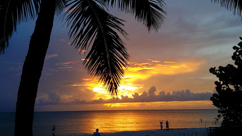 Palm-tree Sunset, beautiful sky, naples florida, palm tree, HD wallpaper