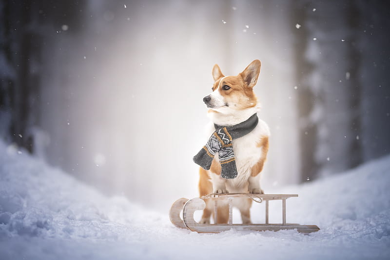 Dogs, Corgi, Dog, Pet, Snow, Winter, HD wallpaper