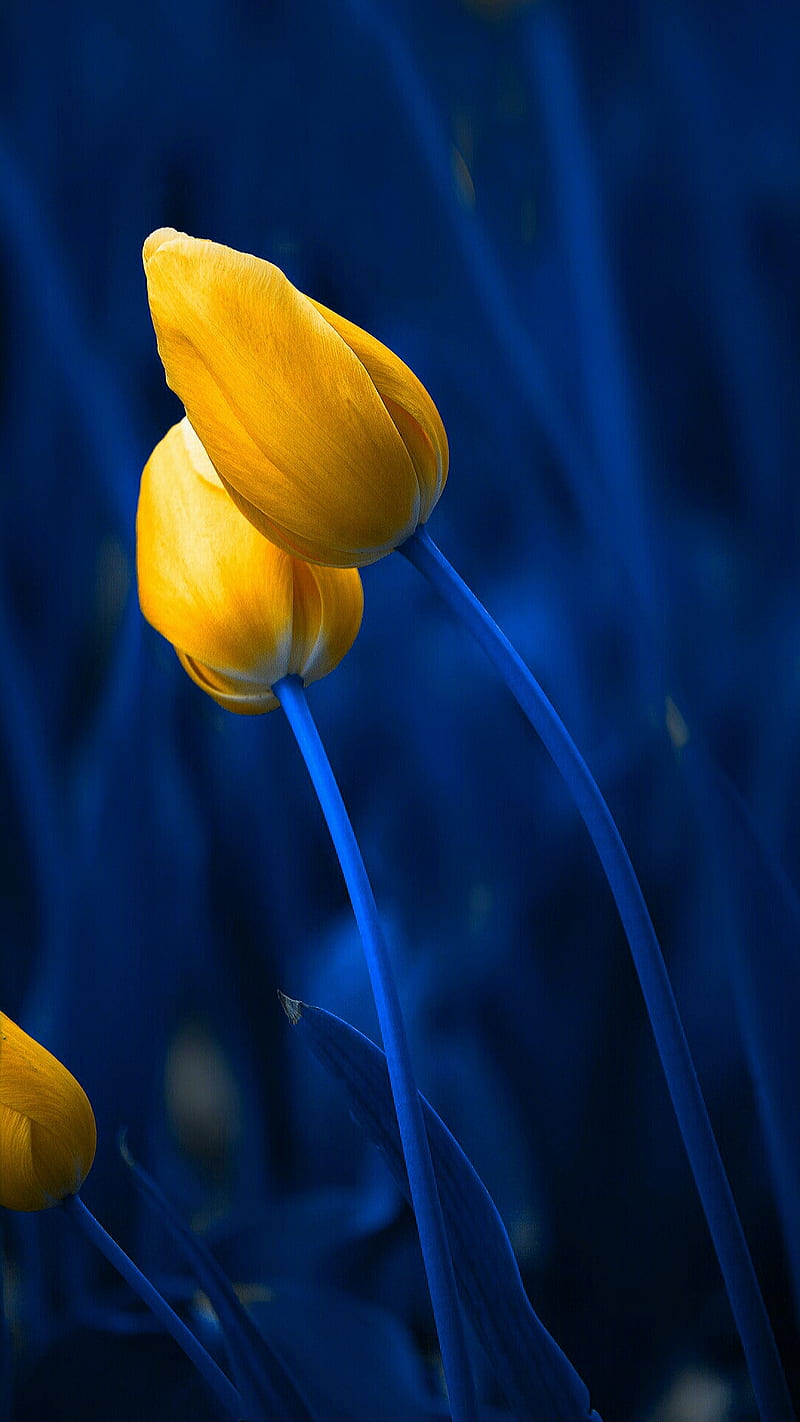 Yellow tulips, blue, flower, nature, tulip, HD phone wallpaper