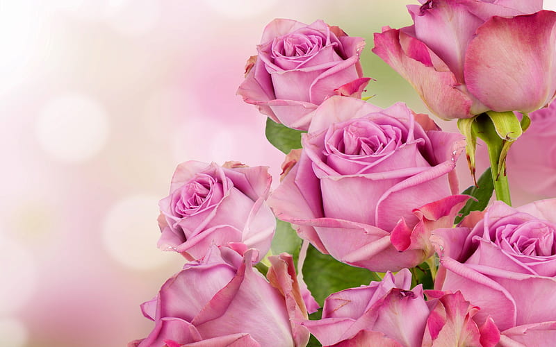 Love Rose, bonito, roses, softness, blossom, bokeh, flowers, passion, petals, pastel, pink, HD wallpaper