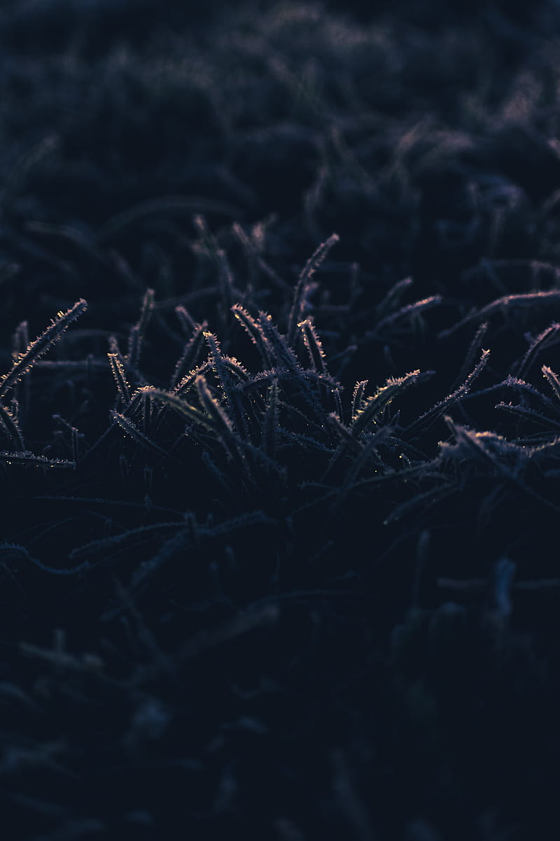 grass, frost, macro, HD phone wallpaper