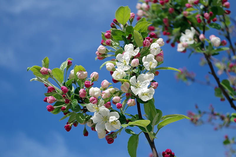 Delicadas flores de manzano, bonita, manzana, calidad, primavera, cielo,  flor, Fondo de pantalla HD | Peakpx